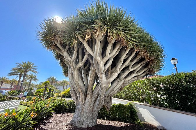 Beach and shopping Tour in San Diego (Private) - Who Will Enjoy This Tour Most