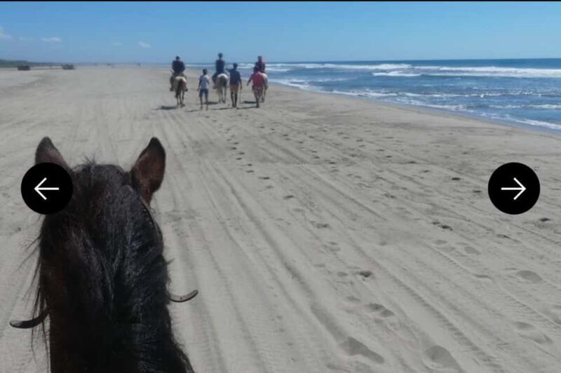 .Beach Horse Riding Turtle Release Crocodile Farm Experience - Key Points