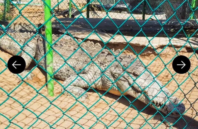 .Beach Horse Riding Turtle Release Crocodile Farm Experience - Visiting the Vallarino Turtle Camp and Baby Turtle Release