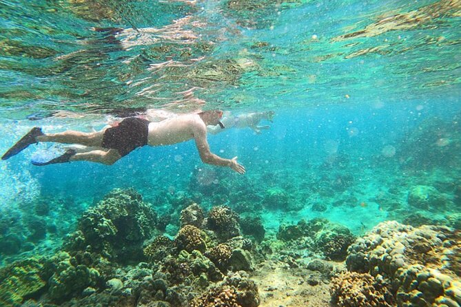 Beach Snorkel - Sea Turtle and Black Sand Lagoon - Discover the Big Island’s Best Snorkeling Spots with Professional Guides