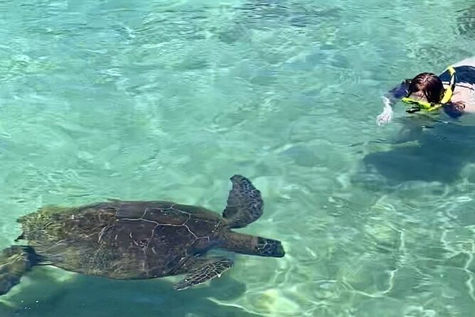 Beach Snorkel - Sea Turtle and Black Sand Lagoon - What Makes This Tour Ideal for Beginners and Families