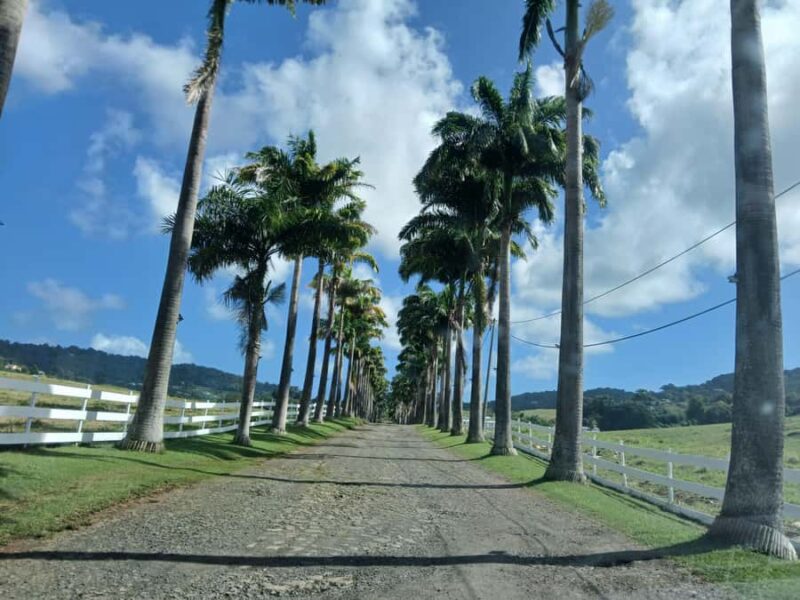 Beach tour and visit to a rum distillery in Le Marin with driver - Swimming at Les Salines Beach: The Iconic Martinique Shoreline