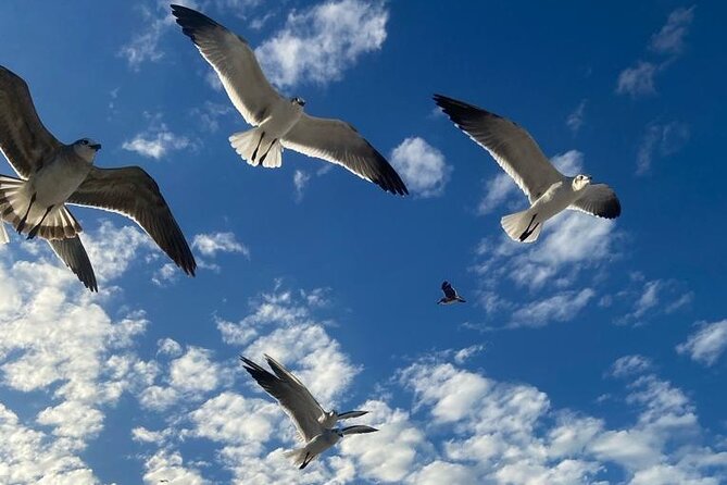 Beach Tour in Yucalpetén from Mérida - Frequently Asked Questions