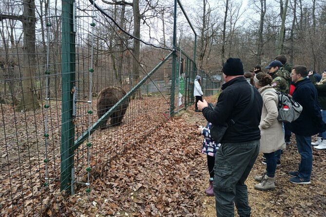 Bear Sanctuary and Bran Castle from Brasov - Visiting the Libearty Bear Sanctuary in Zarnesti