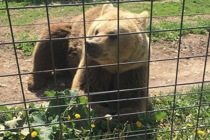 Bear Sanctuary and Bran Castle from Brasov - Ticketing and Booking Details