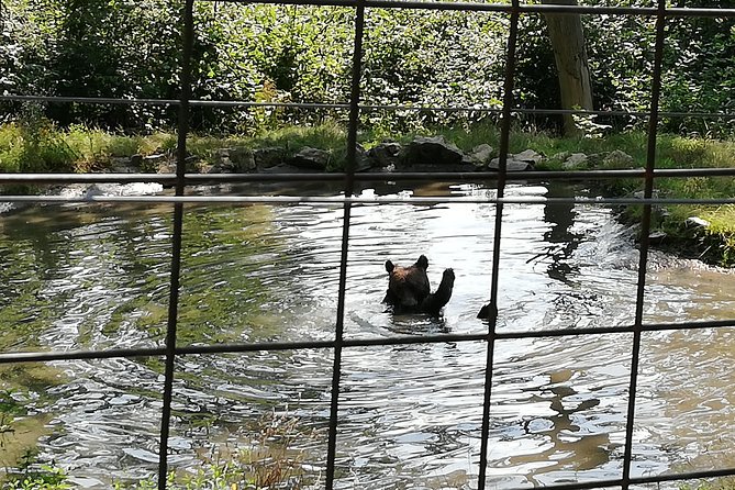 Bear Sanctuary and Dracula's Castle, 1-day Private Tour - Final Thoughts on the Bear Sanctuary and Draculas Castle Tour