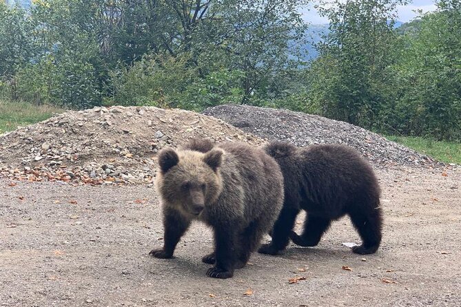 Bear Sanctuary & Rasnov Fortress - Private day tour from Bucharest - Rasnov Fortress: A Medieval Stronghold and Panoramic Viewpoint