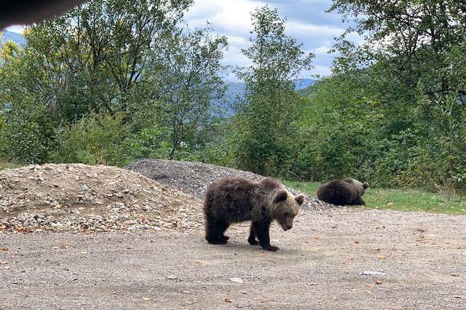 Bear Sanctuary & Rasnov Fortress - Private day tour from Bucharest - Flexibility and Booking Details