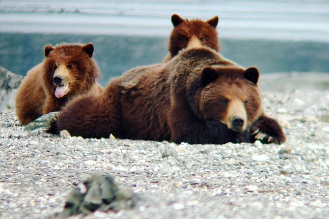 Bear Viewing at Waterfall Creek - Key Points