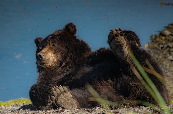Bear Viewing at Waterfall Creek - The Role of the Scenic Floatplane Flight