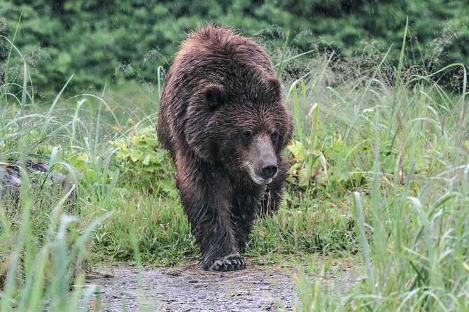 Bear Viewing at Waterfall Creek - Cancellation and Weather Policies