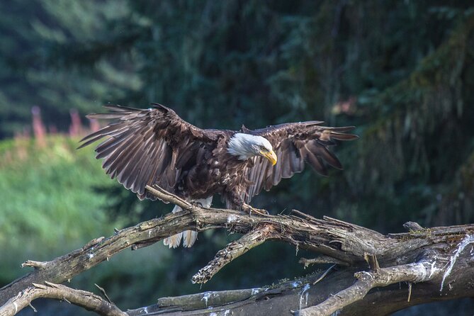 Bear Viewing at Waterfall Creek - Comparing Waterfall Creek with Other Alaska Tours