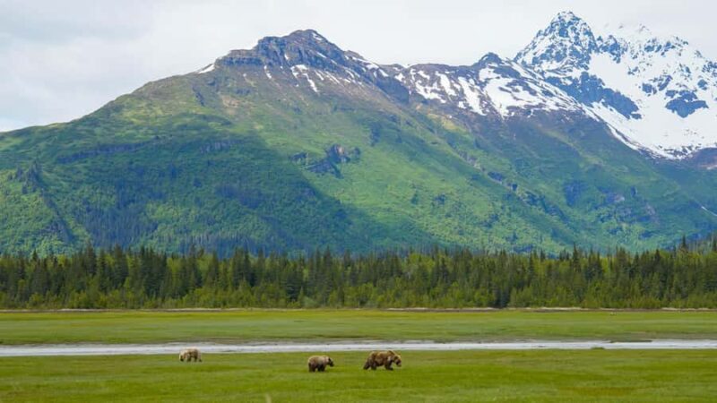 Bear Viewing Tour from Homer, Alaska - The Return Flight and Ground Transportation