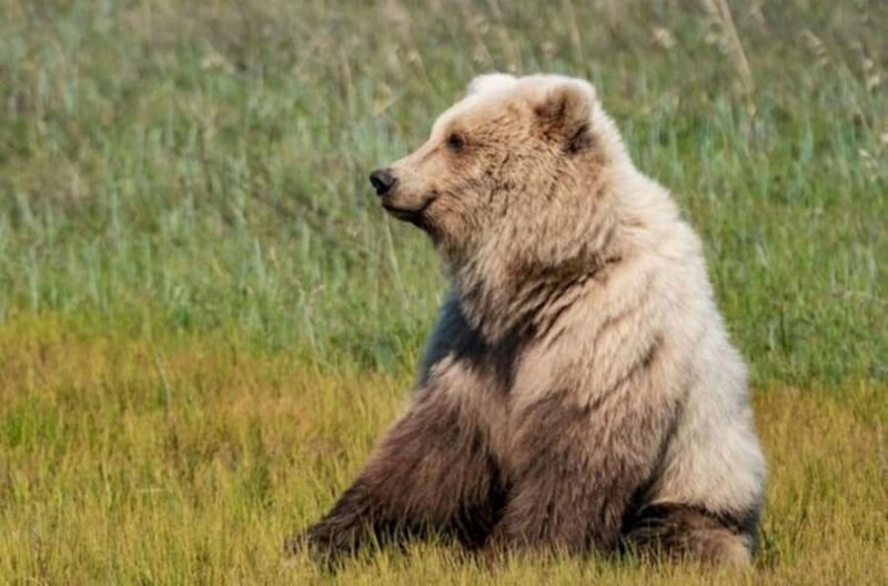 Bear Viewing Tour from Homer, Alaska - What Sets This Tour Apart: Focus on Authentic Wildlife Encounters