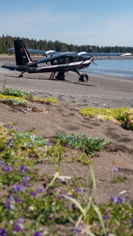 Bear Viewing Tour from Homer, Alaska - Why This Tour Is Ideal for Wildlife and Nature Lovers