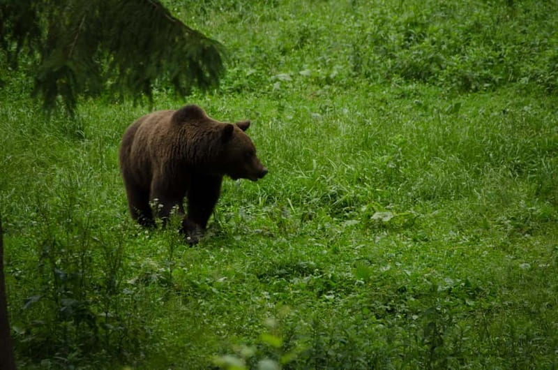 Bear watching experience in the wild - Key Points