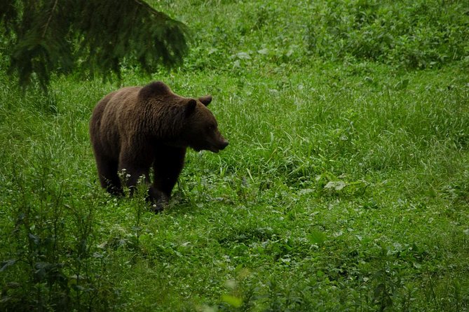 Bear watching experience near Brasov - Going Deep into the Carpathian Mountains for Bear Sightings