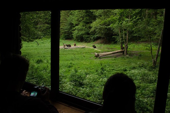Bear watching experience near Brasov - Practical Details for a Safe and Enjoyable Experience