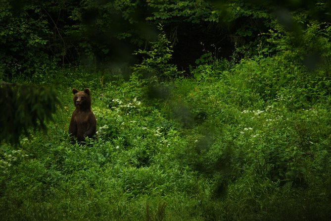 Bear watching experience near Brasov - Who Will Most Appreciate This Bear Watching Tour
