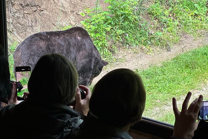Bear Watching In Brasov: Observe Wild Bears From A Hideout (100%) - Discover the thrill of wild bear watching in Brasov, Romania