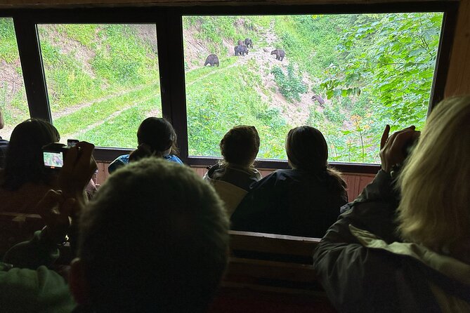 Bear Watching In Brasov: Observe Wild Bears From A Hideout (100%) - Convenient pickup and flexible booking options