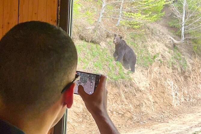 Bear Watching In Brasov: Observe Wild Bears From A Hideout (100%) - Additional wildlife sightings and nature immersion