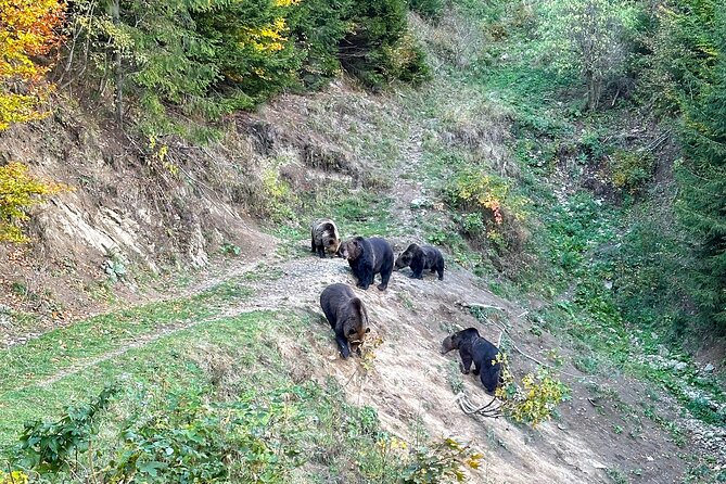 Bear Watching In Brasov: Observe Wild Bears From A Hideout (100%) - Practical tips for participants