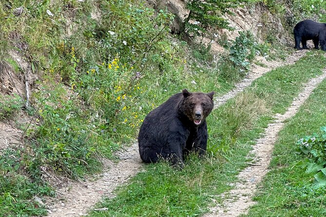 Bear Watching In Brasov: Observe Wild Bears From A Hideout (100%) - Comparing with similar experiences in Brasov