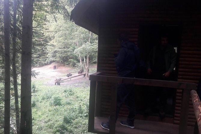 Bear Watching in The Wild from Brasov - Encountering Brown Bears in Their Natural Habitat