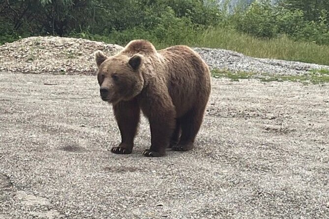 Bears and Dracula Private Full-Day Tour from Bucharest - The Private Full-Day Tour from Bucharest to Romania’s Landmarks