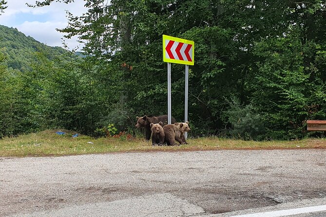 Bears and Dracula Private Full-Day Tour from Bucharest - Admire the Engineering Marvel of Vidraru Dam