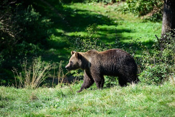 Bears Libearty Sanctuary and Dracula Bran Castle Day Trip - Exploring Romania’s Top Wildlife and Historic Attractions in One Day