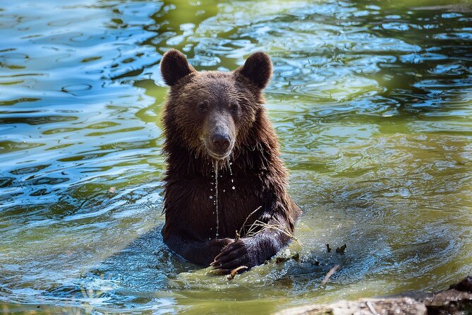 Bears Libearty Sanctuary and Dracula Bran Castle Day Trip - Key Points