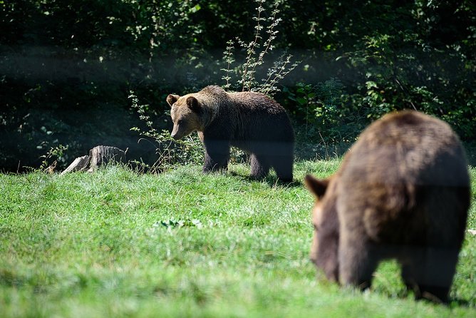 Bears Libearty Sanctuary and Dracula Bran Castle Day Trip - Meeting the Bears and Their Stories