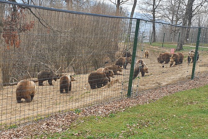 Bears Sanctuary, Dracula Castle and Brasov City - Full Day Trip from Bucharest - Exploring Bran Castle, the Legend of Dracula