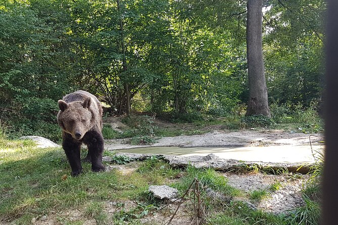 Bears Sanctuary, Dracula Castle and Brasov City - Full Day Trip from Bucharest - Frequently Asked Questions