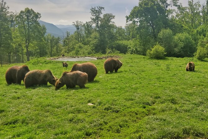 Bears Sanctuary, Dracula Castle and Poiana Brasov-Private day tour from Brasov - Practicalities of the Tour: Group Size, Flexibility, and Booking