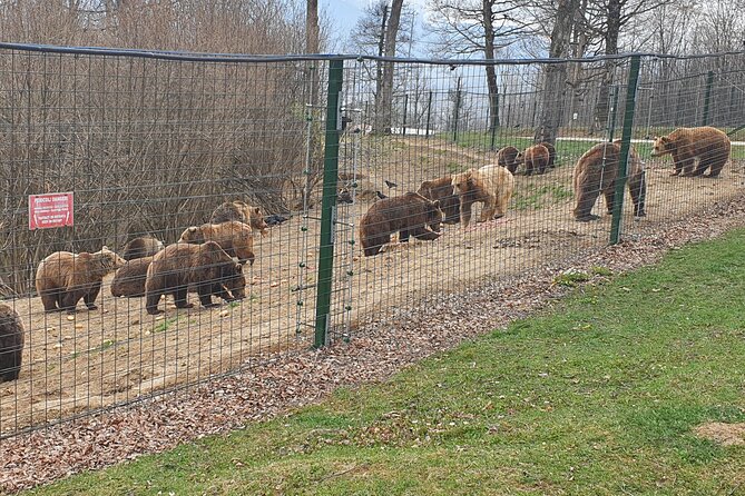 Bears Sanctuary, Dracula's Castle, Brasov Day Trip Private Tour from Bucharest - Logistics: Smooth Transfers and Personal Attention