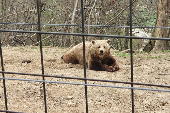 Bears Sanctuary, Dracula's Castle, Brasov Day Trip Private Tour from Bucharest - Who Will Appreciate This Tour Most?