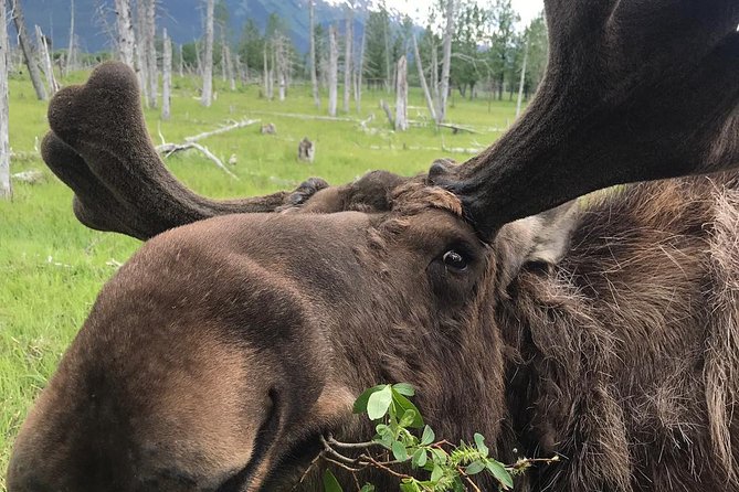 Bears, Trains & Icebergs Tour - Scenic Alaska Railroad Journey to Spencer Glacier