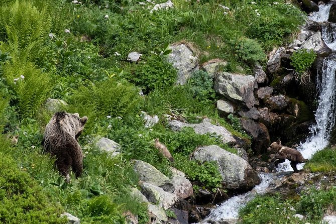 Bearwatching Hiking Day Tour in High Tatras from Poprad - How the Tour Starts at Tatras National Park