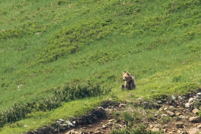 Bearwatching Hiking Day Tour in High Tatras from Poprad - Walking and Cycling Along Valley Trails