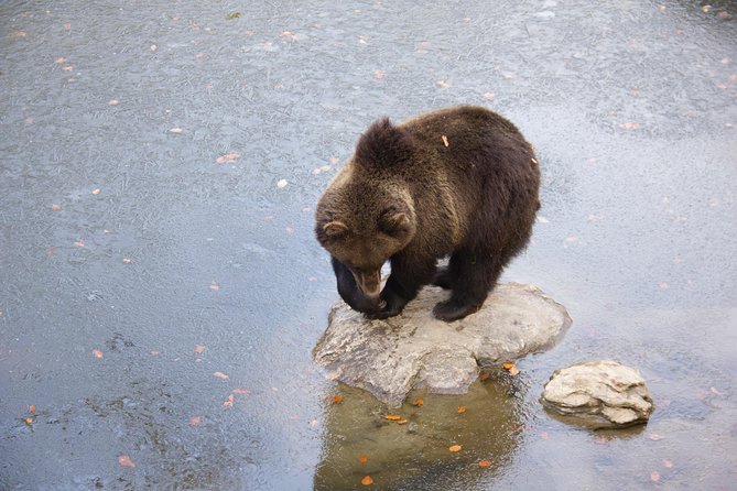 Bearwatching Hiking Day Tour in High Tatras from Poprad - The Role of the Local Guide and Their Expertise
