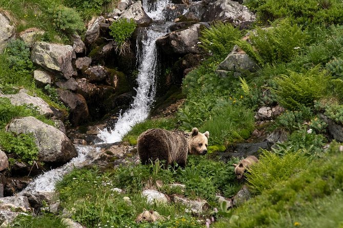 Bearwatching Hiking Day Tour in High Tatras from Poprad - Logistics and Practical Tips for the Tour