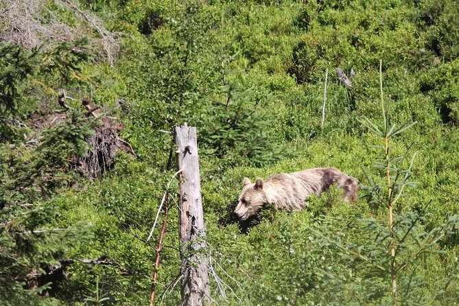 Bearwatching Hiking Day Tour in High Tatras from Poprad - What Sets This Tour Apart from Similar Wildlife Excursions