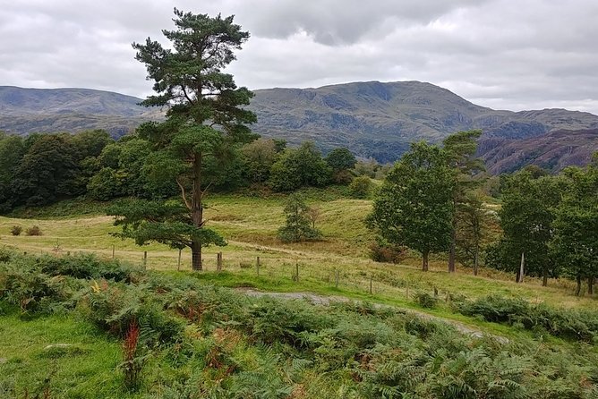 Beatrix Potter: Morning Half Day with an Expert Guide - includes entrance fees - Tarn Hows: Picture-Perfect Lake District Landmark