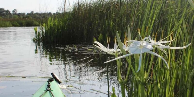 Beaufort: Guided Kayak Tour with Wildlife Viewing - Who Will Enjoy This Tour?