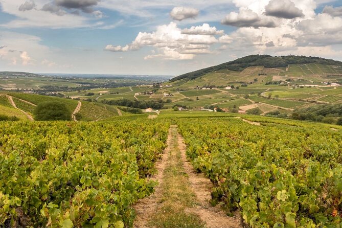 Beaujolais 100% wine tour Small-Group Tour with Tasting from Lyon - Key Points