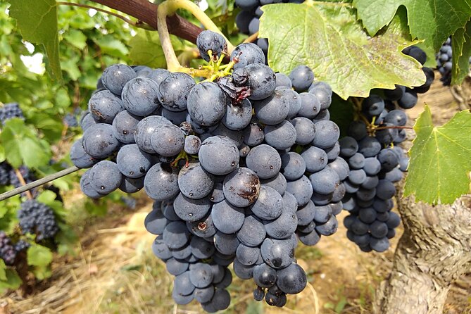 Beaujolais Half Day Wine Tasting Tour - Key Points