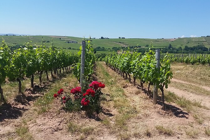 Beaujolais Region Wine Tasting Private Day Tour from Lyon - Key Points